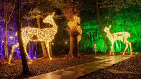 Enchanting forest pathway with illuminated deer sculptures, perfect for a magical evening stroll at the hotel garden.